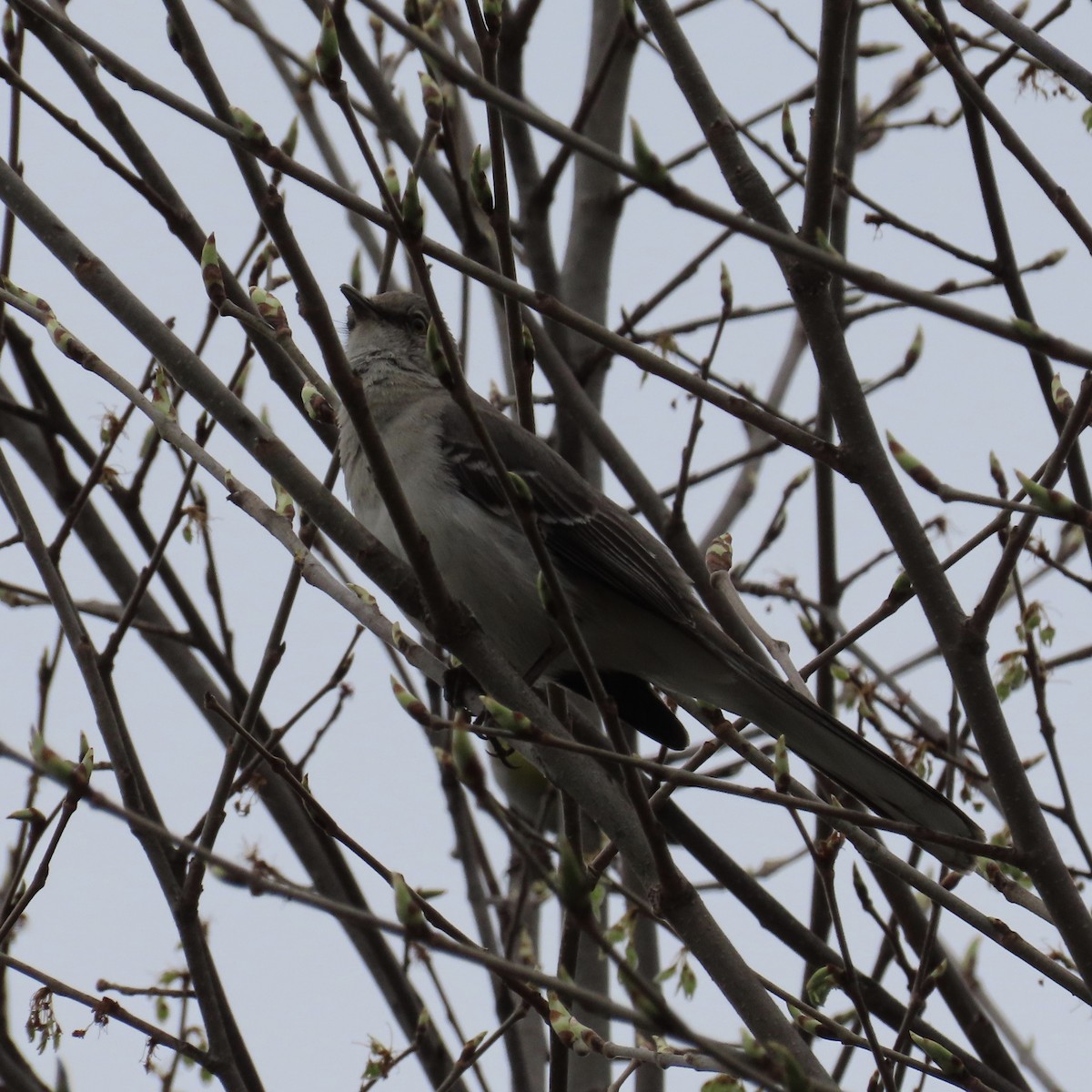 Northern Mockingbird - ML236227801