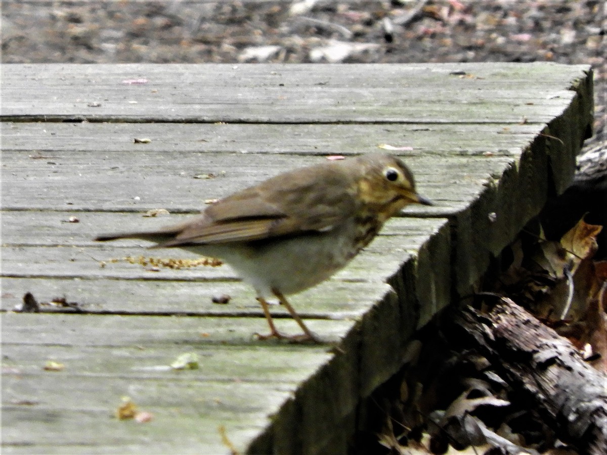 Swainson's Thrush - ML236227941