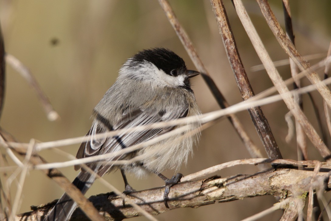 Black-capped Chickadee - ML236228021