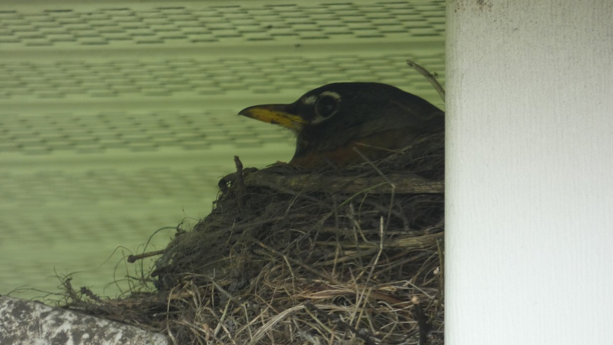 American Robin - Mary Winegar