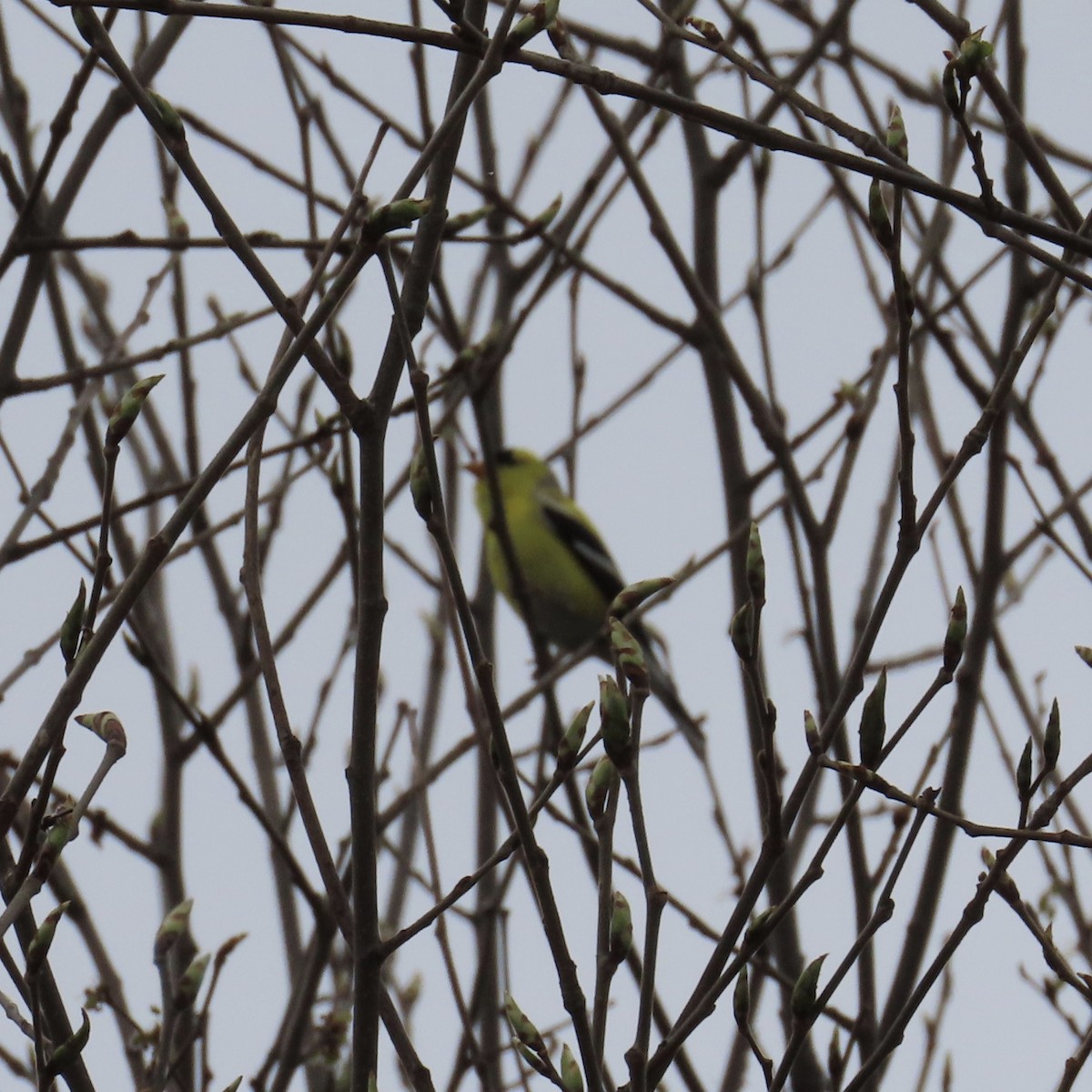 American Goldfinch - ML236228171