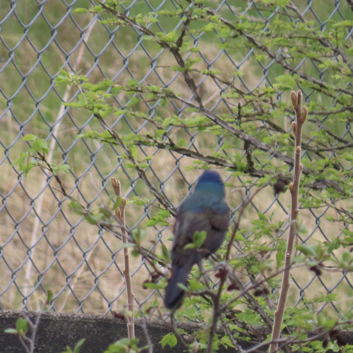 Common Grackle - ML236228311