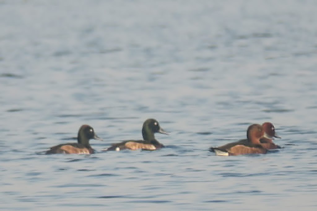 Baer's Pochard - ML236228571