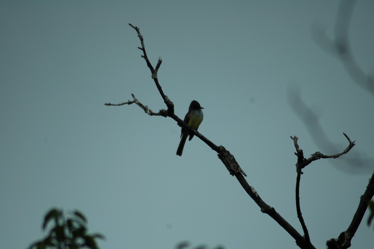 Dusky-capped Flycatcher - ML23622861