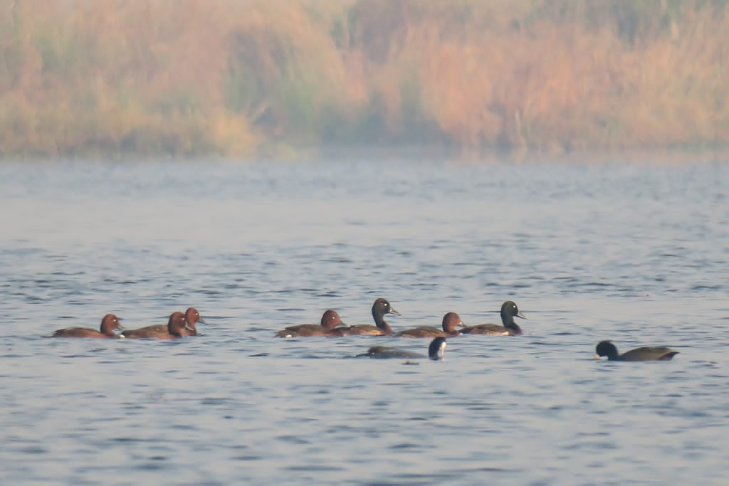 Baer's Pochard - ML236228681