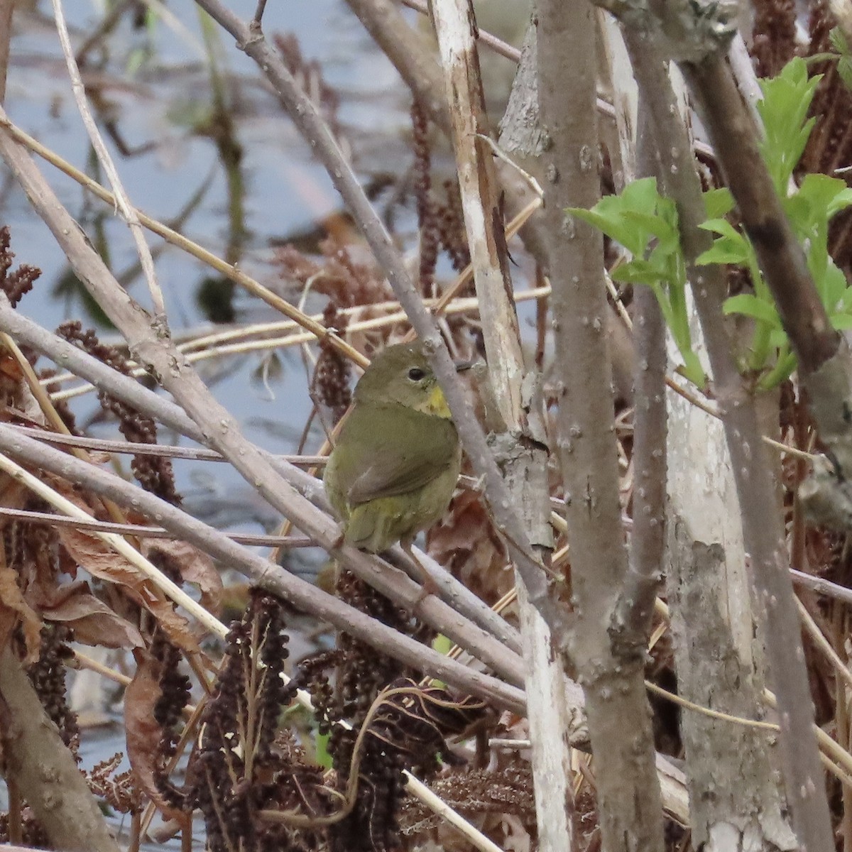 Common Yellowthroat - ML236229031