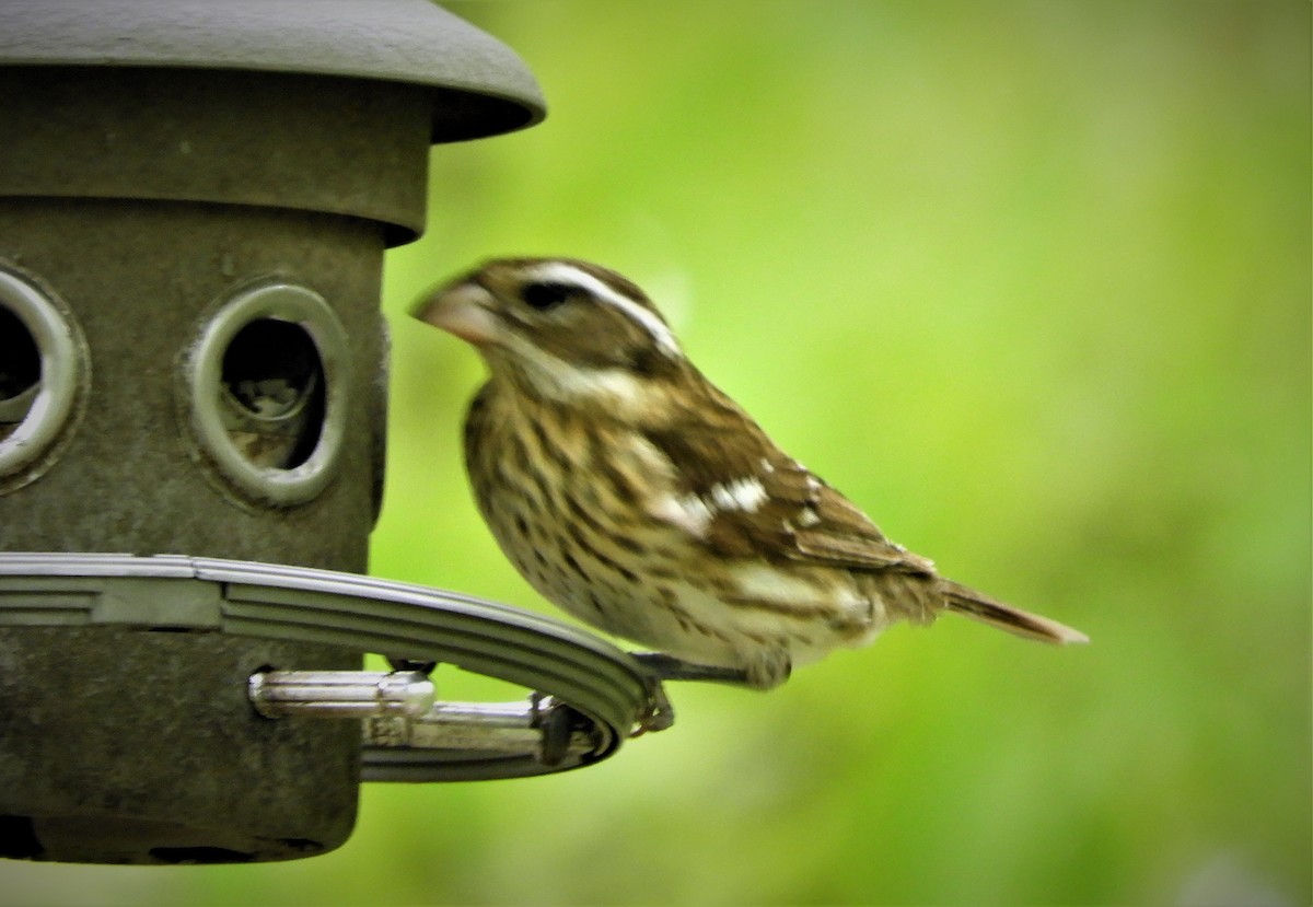 Rose-breasted Grosbeak - ML236229041