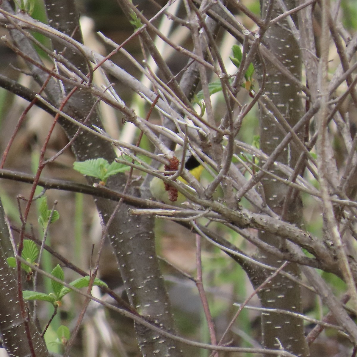 Common Yellowthroat - ML236229051