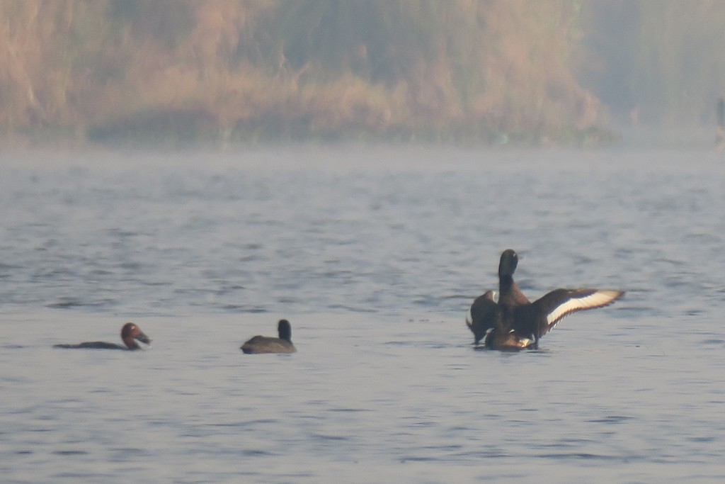 Baer's Pochard - ML236229151