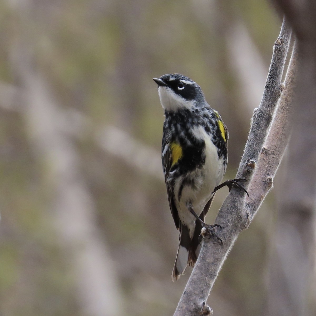 Yellow-rumped Warbler - ML236229381