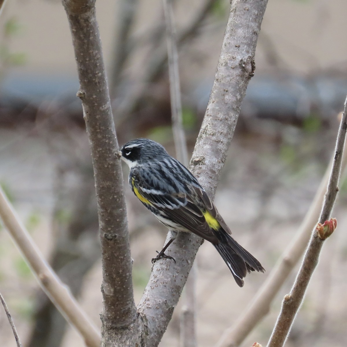 Yellow-rumped Warbler - ML236229391