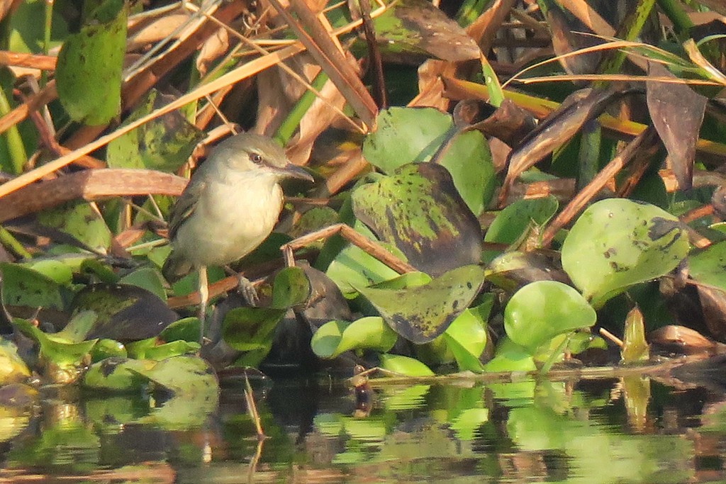 Oriental Reed Warbler - Robert Tizard