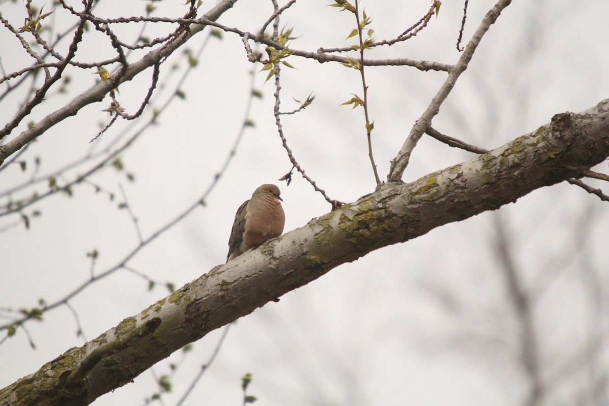 Mourning Dove - ML236229731