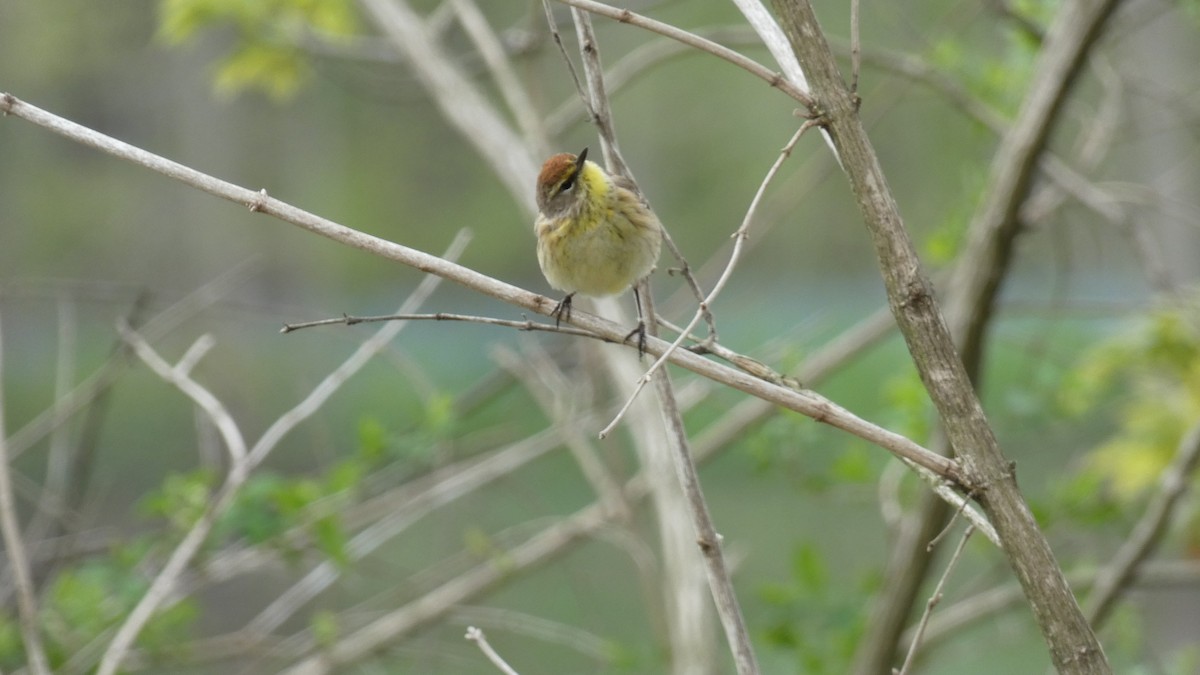 Palm Warbler - Mary Winegar