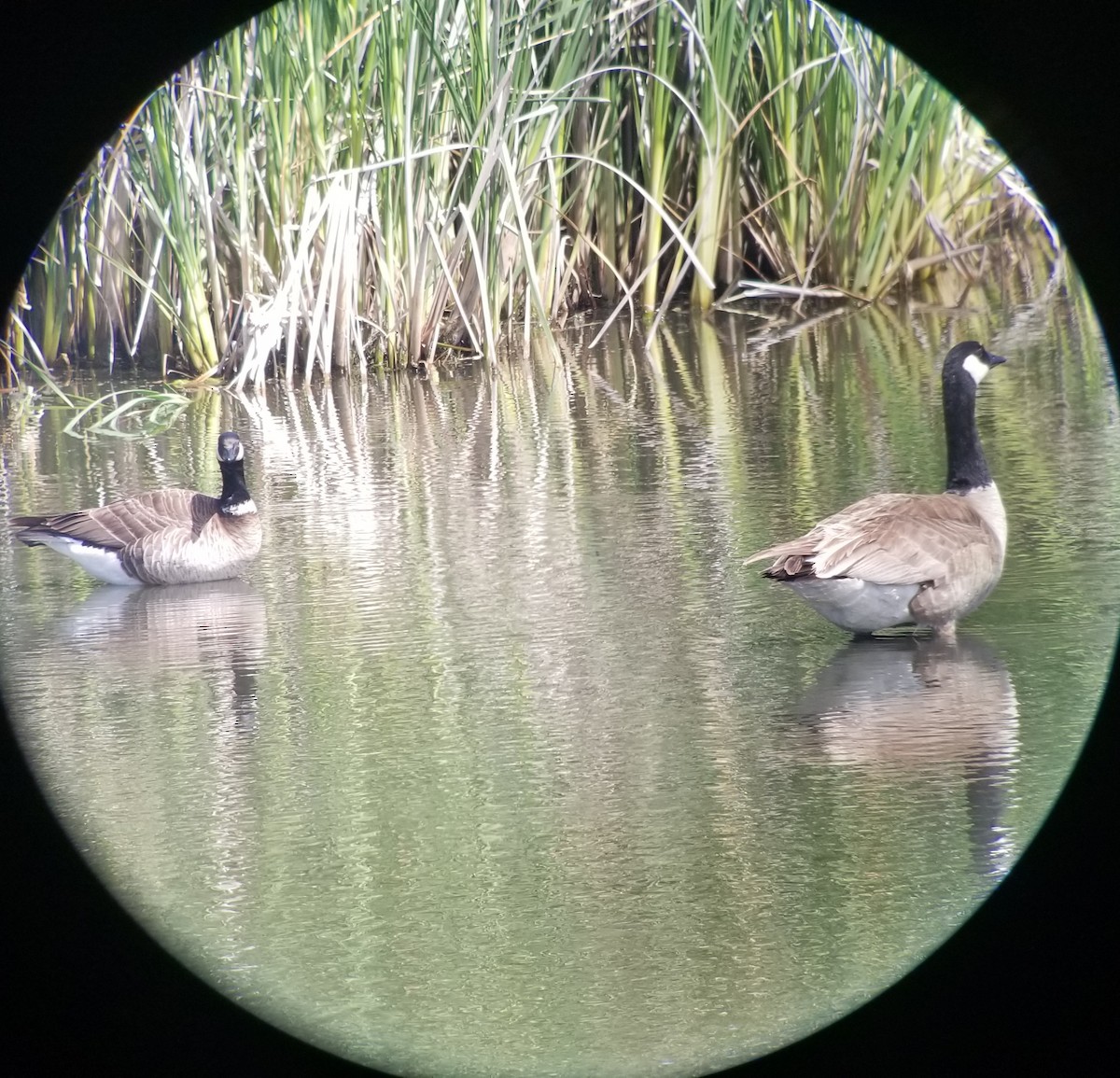 Cackling Goose (Aleutian) - ML236231521