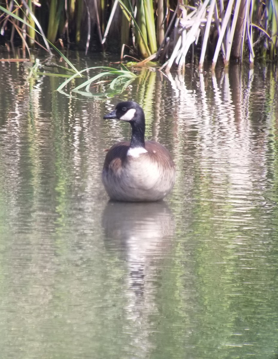 berneška malá (ssp. leucopareia) - ML236231661