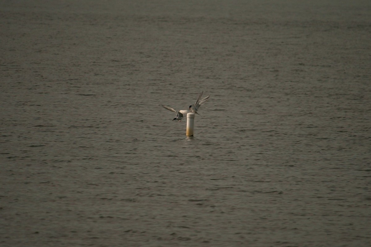 Forster's Tern - ML236231721