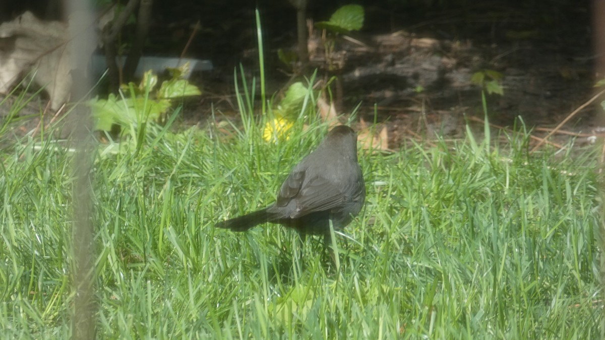 Gray Catbird - ML236232141