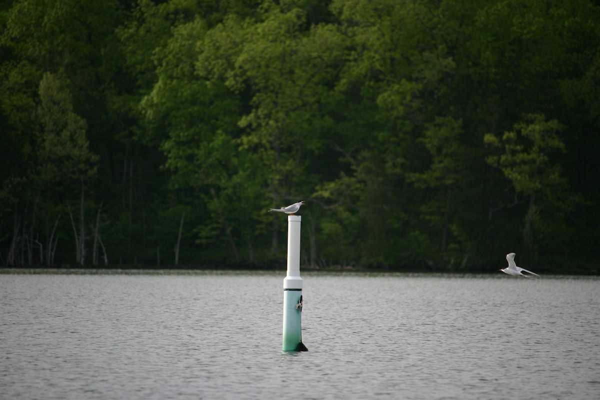 Forster's Tern - ML236232381