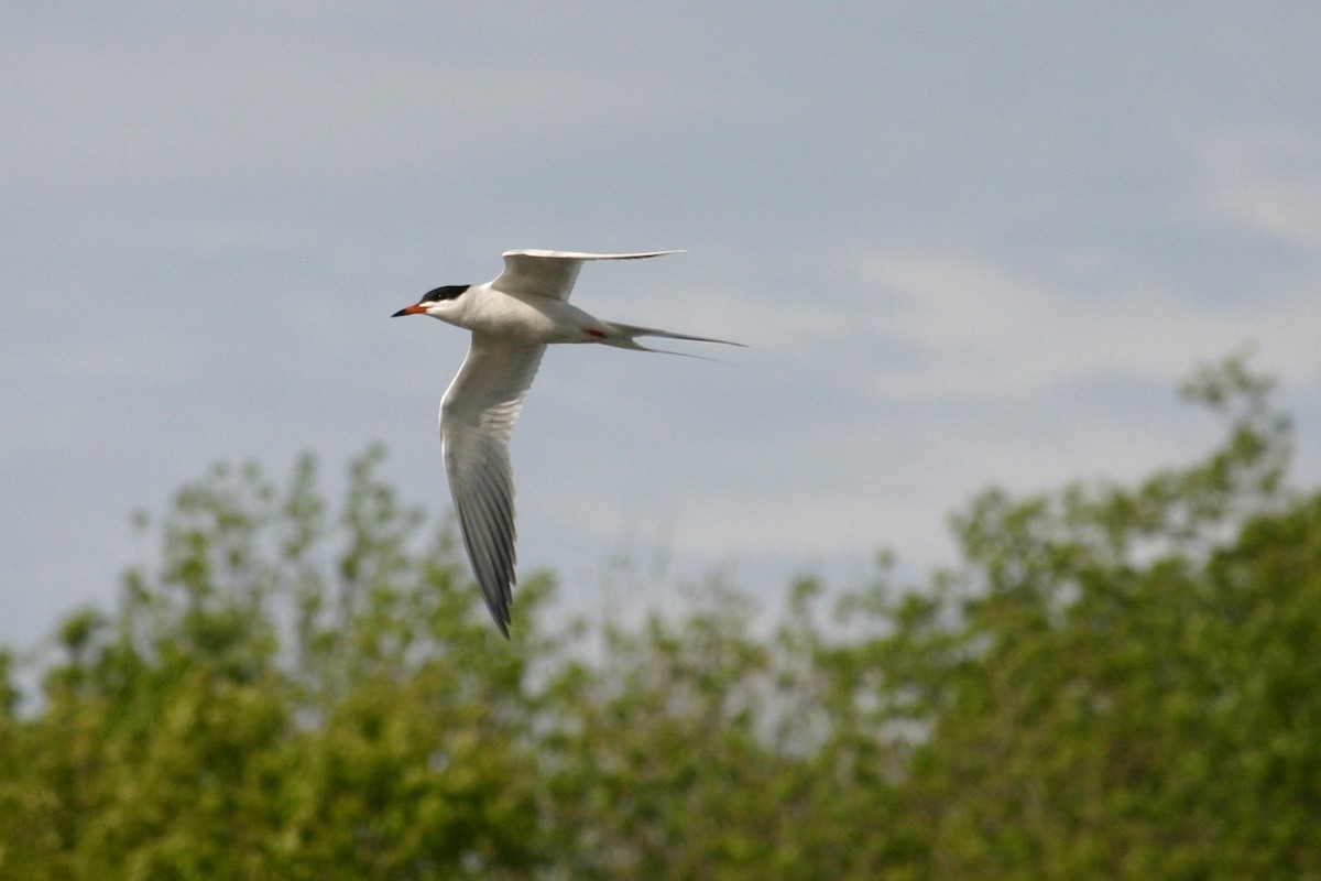 Forster's Tern - ML236232811