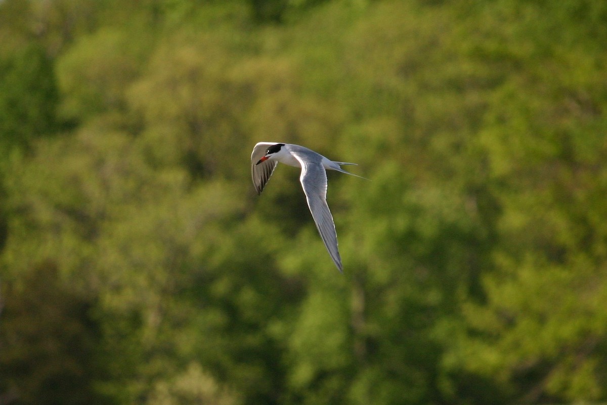 Forster's Tern - ML236232821