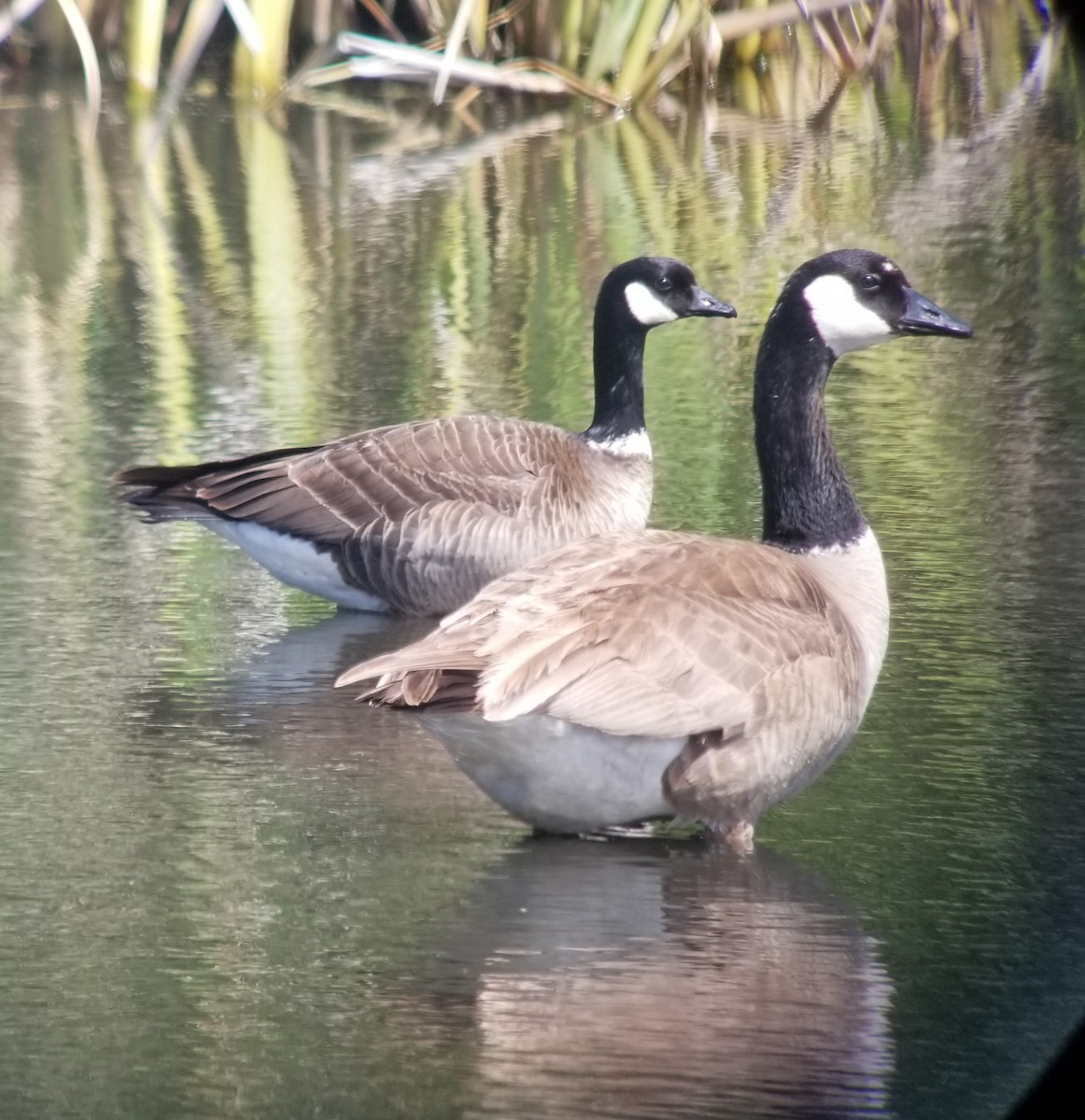 Bernache de Hutchins (leucopareia) - ML236232881