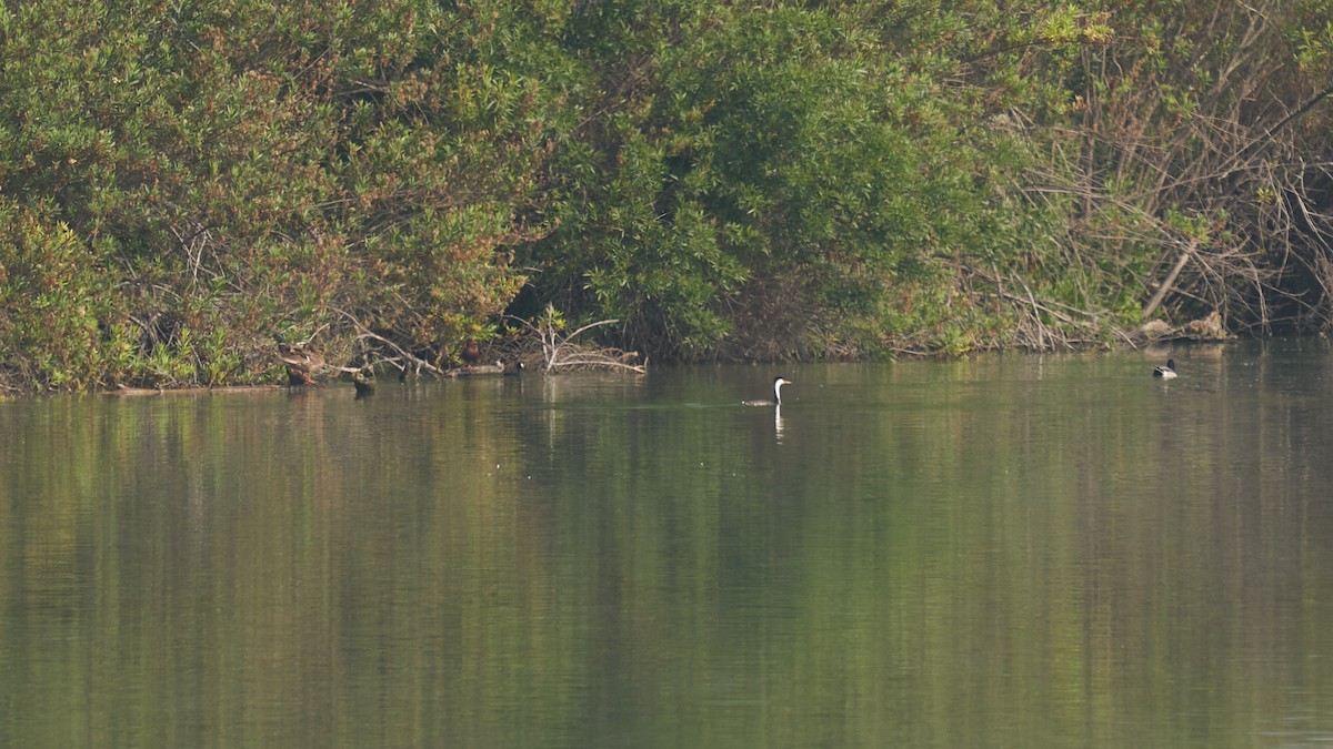 čírka skořicová - ML236233891