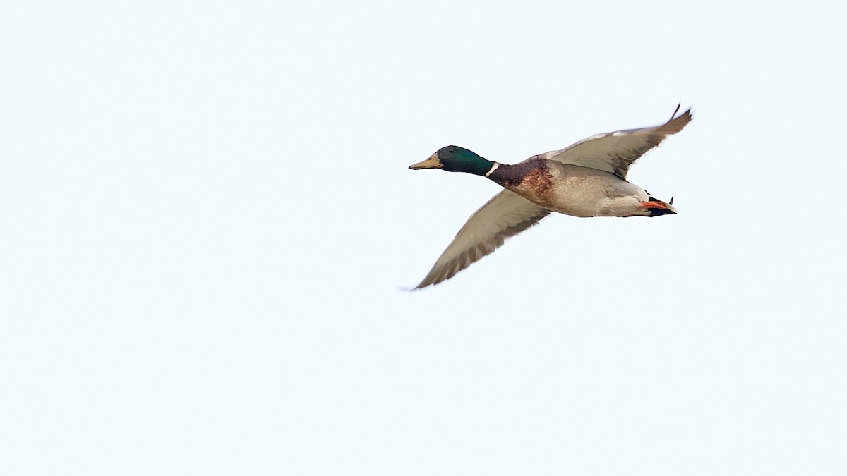 Canard colvert - ML236233921