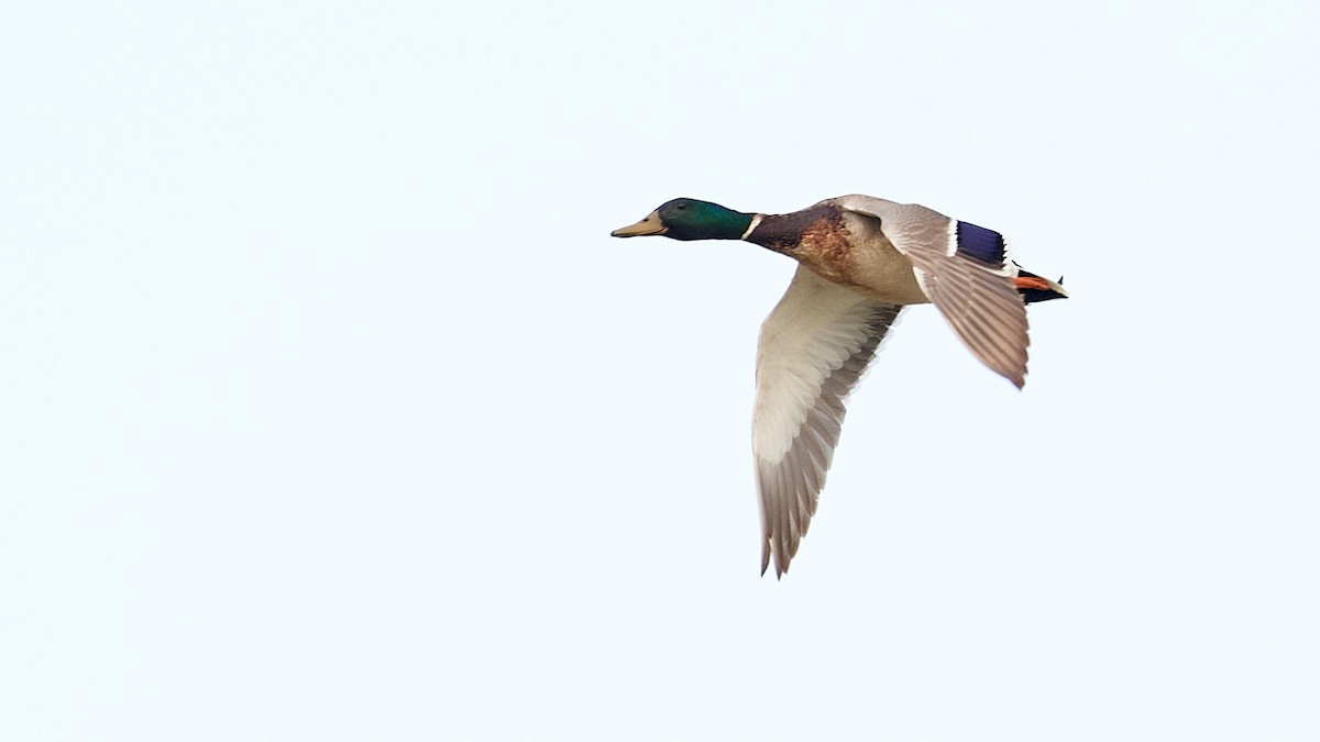 Mallard - ML236233941