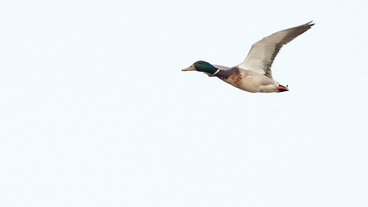 Mallard - ML236234021