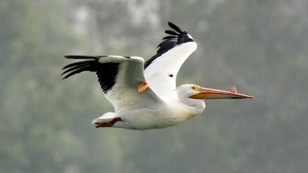 American White Pelican - ML236234091