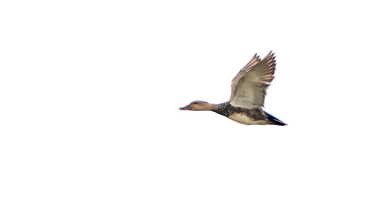 Gadwall - ML236234431