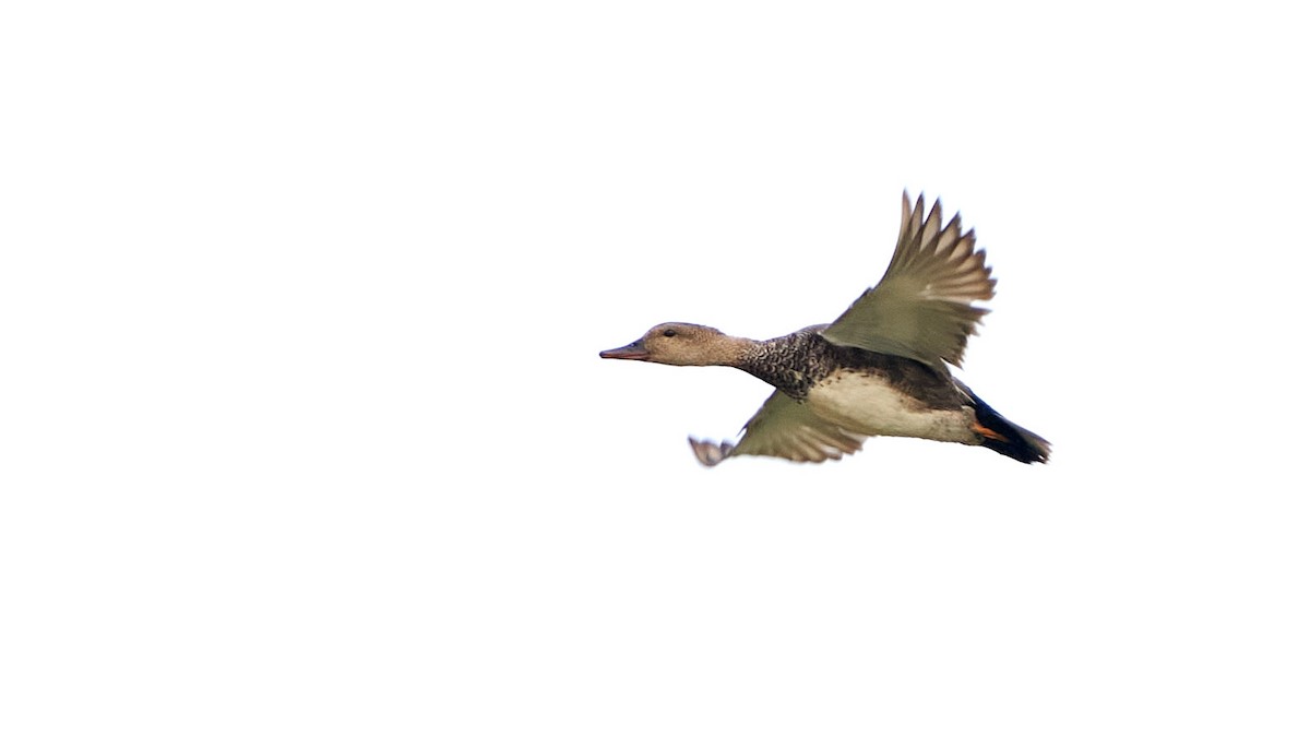 Gadwall - ML236234441