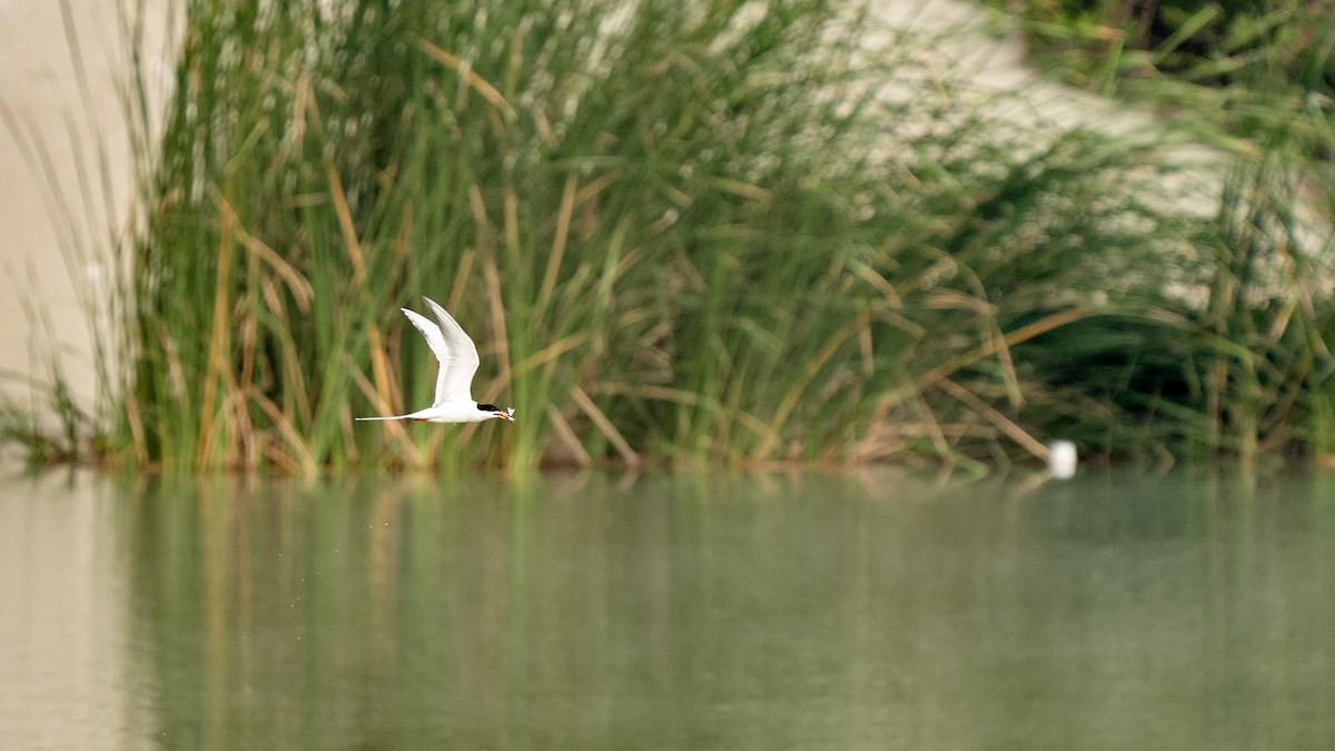 Forster's Tern - Sal Giambruno