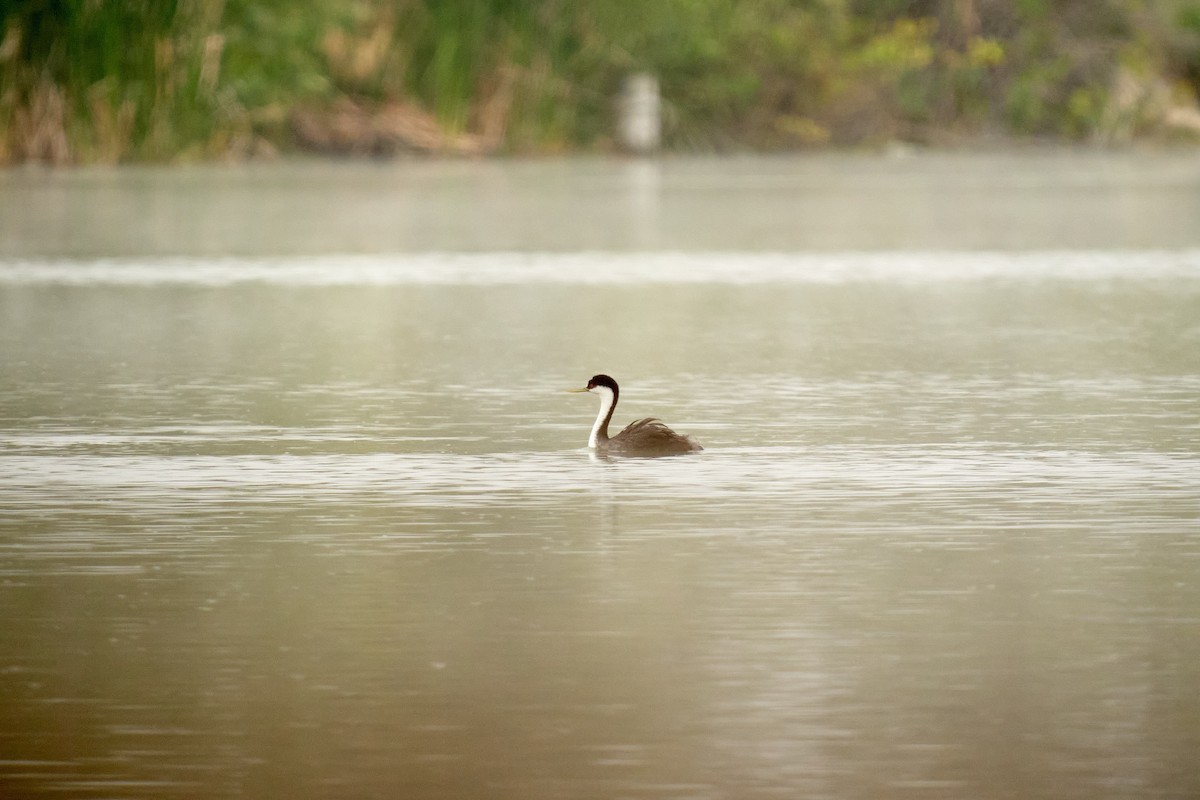 Western Grebe - ML236234631