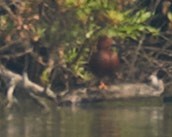 Cinnamon Teal - ML236234691