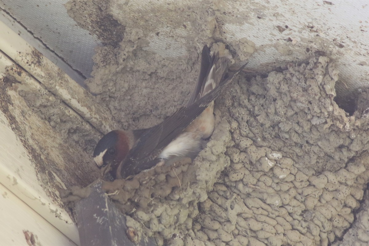 Cliff Swallow - ML236234861