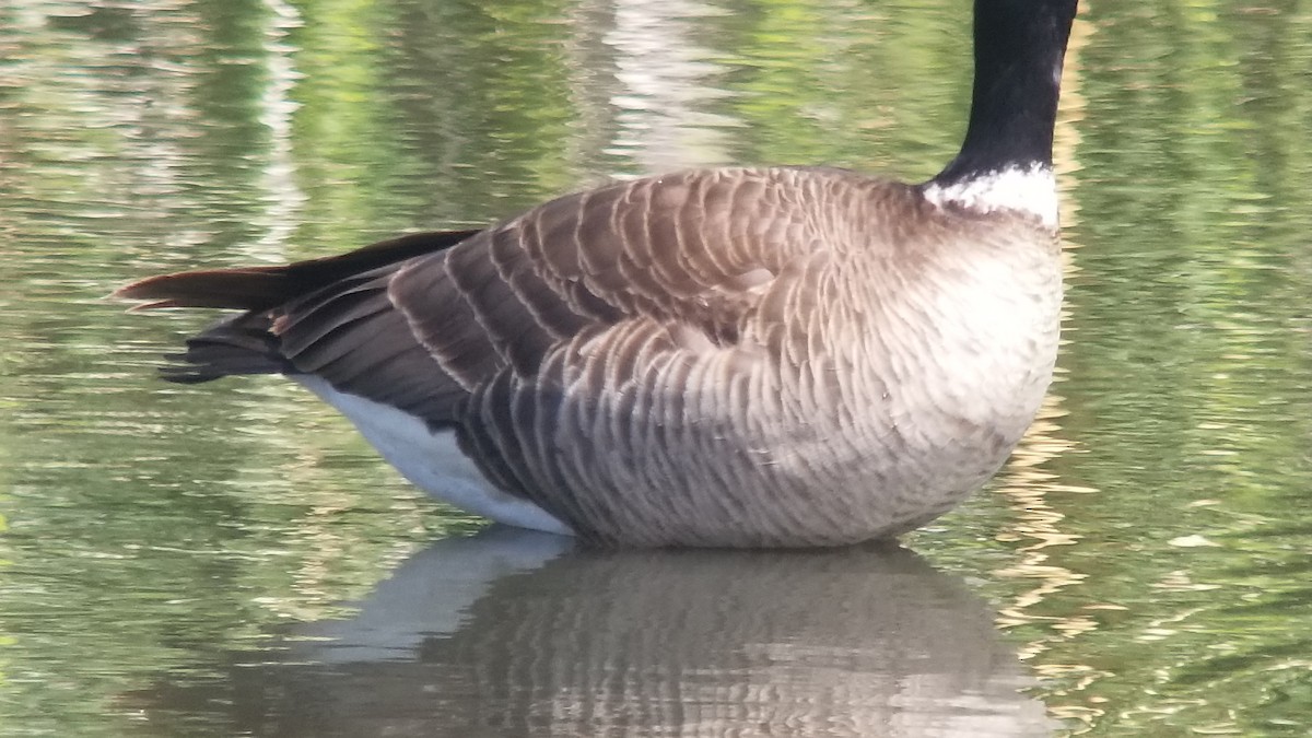Cackling Goose (Aleutian) - ML236235271
