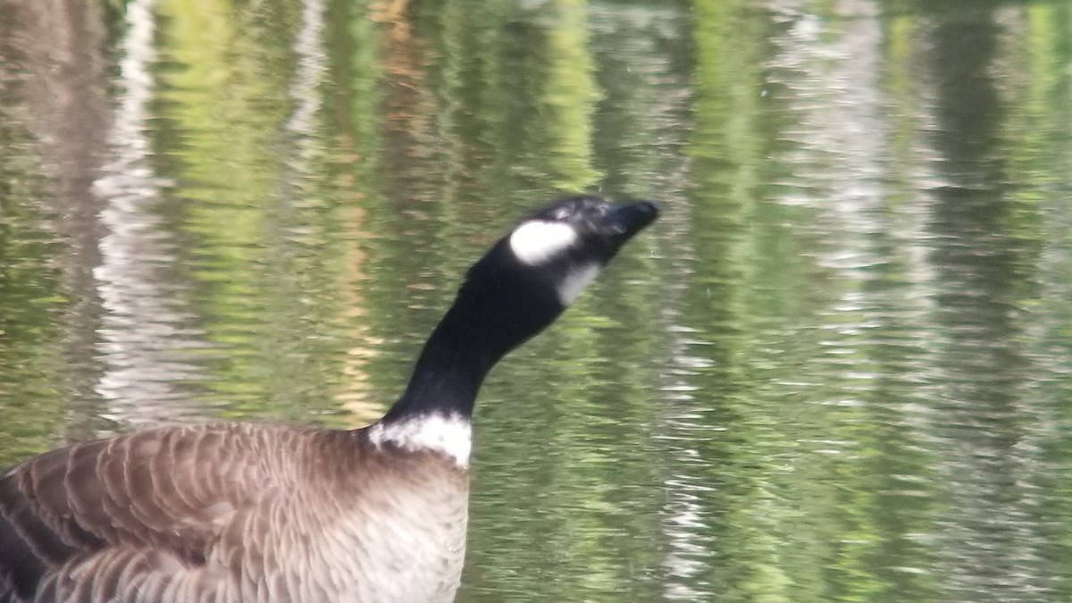 Gıdaklayan Kaz (leucopareia) - ML236235381