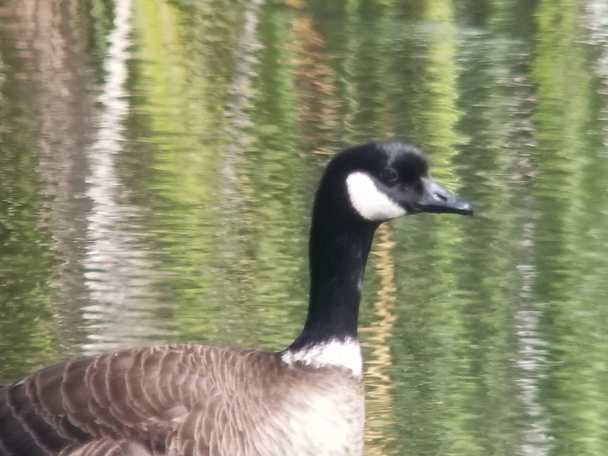 Cackling Goose (Aleutian) - ML236235581