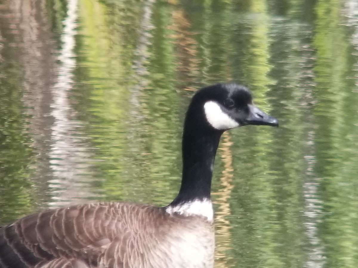 Bernache de Hutchins (leucopareia) - ML236235581