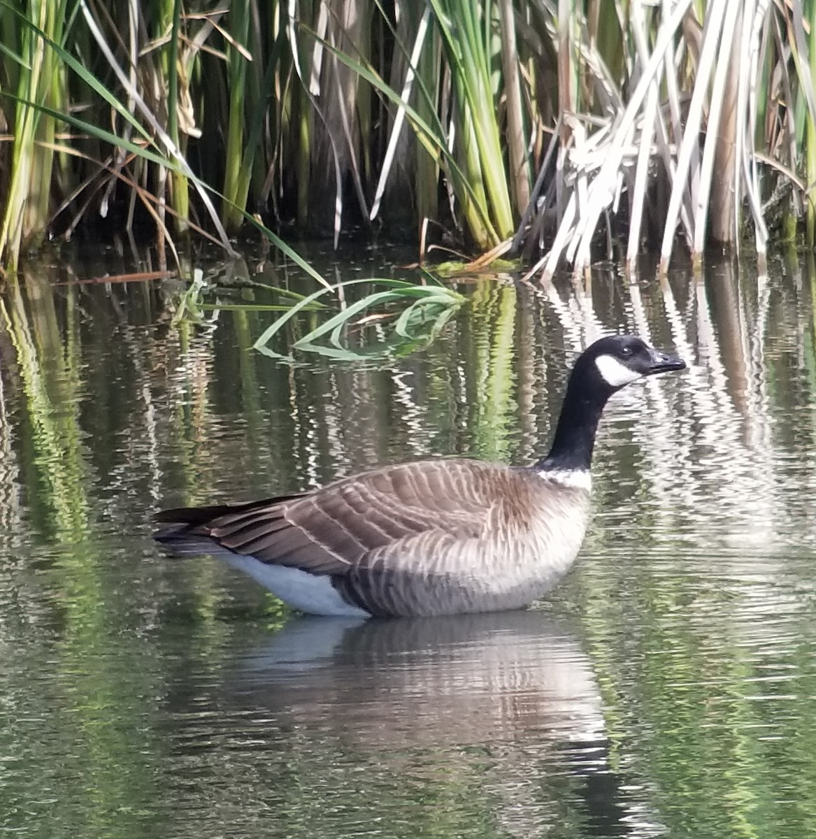 Gıdaklayan Kaz (leucopareia) - ML236235831