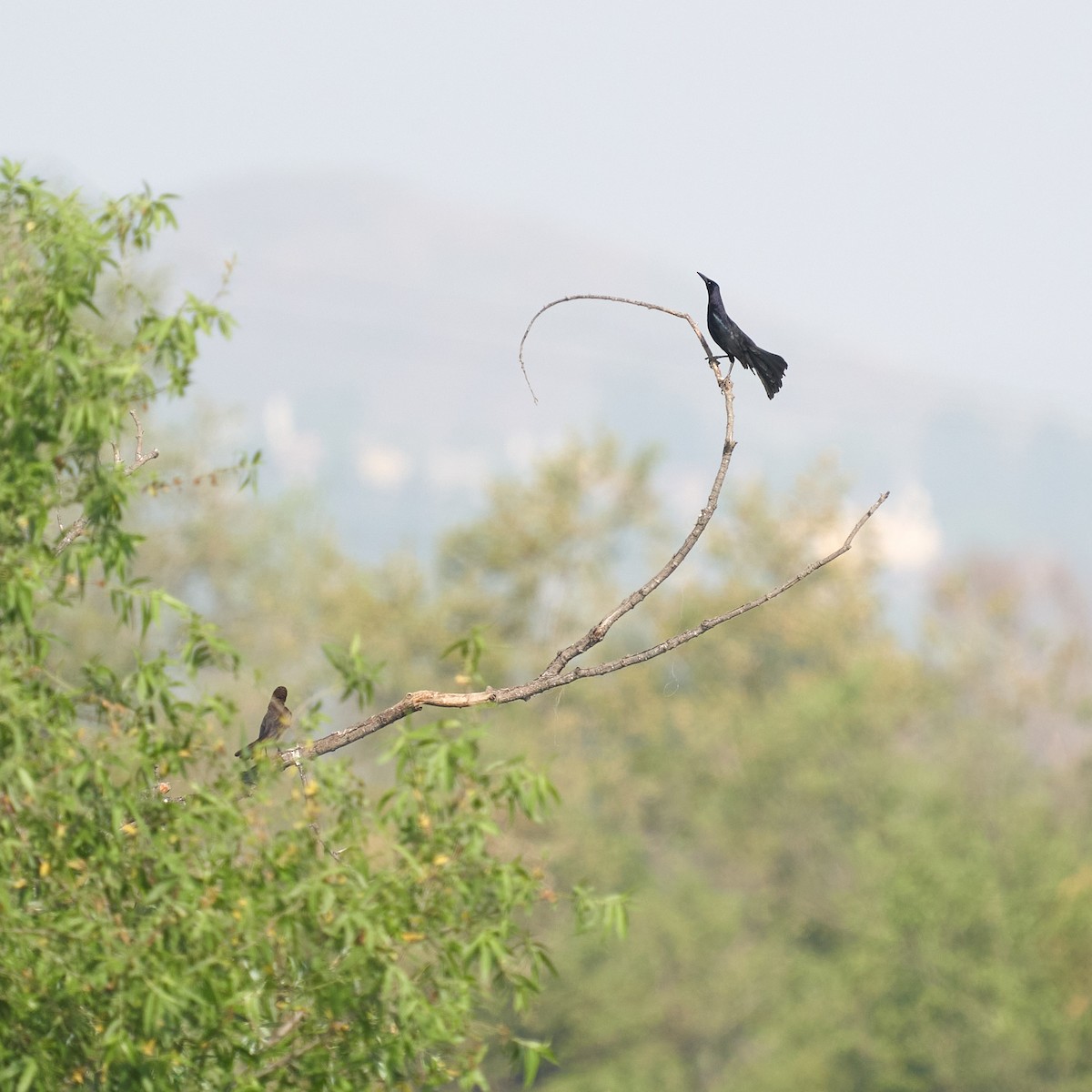 Great-tailed Grackle - ML236236651