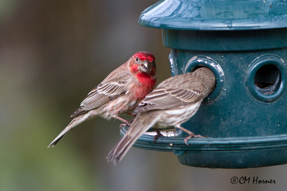 House Finch - ML236238821