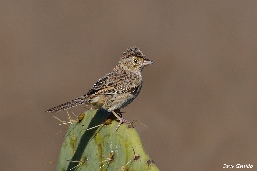 Cassin's Sparrow - ML23623891