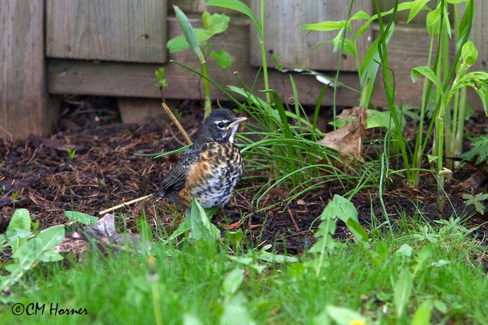 American Robin - ML236238991