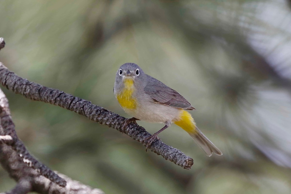 Virginia's Warbler - Timo Mitzen