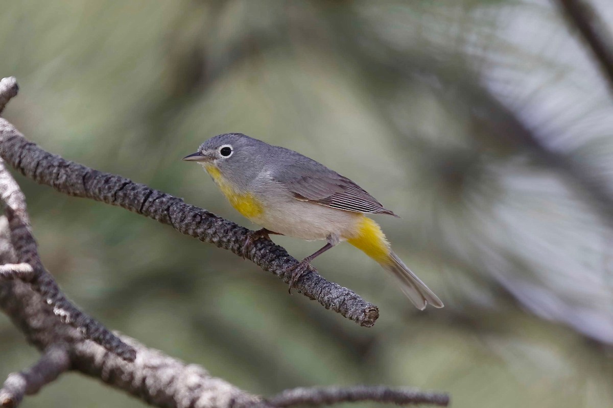 Virginia's Warbler - Timo Mitzen