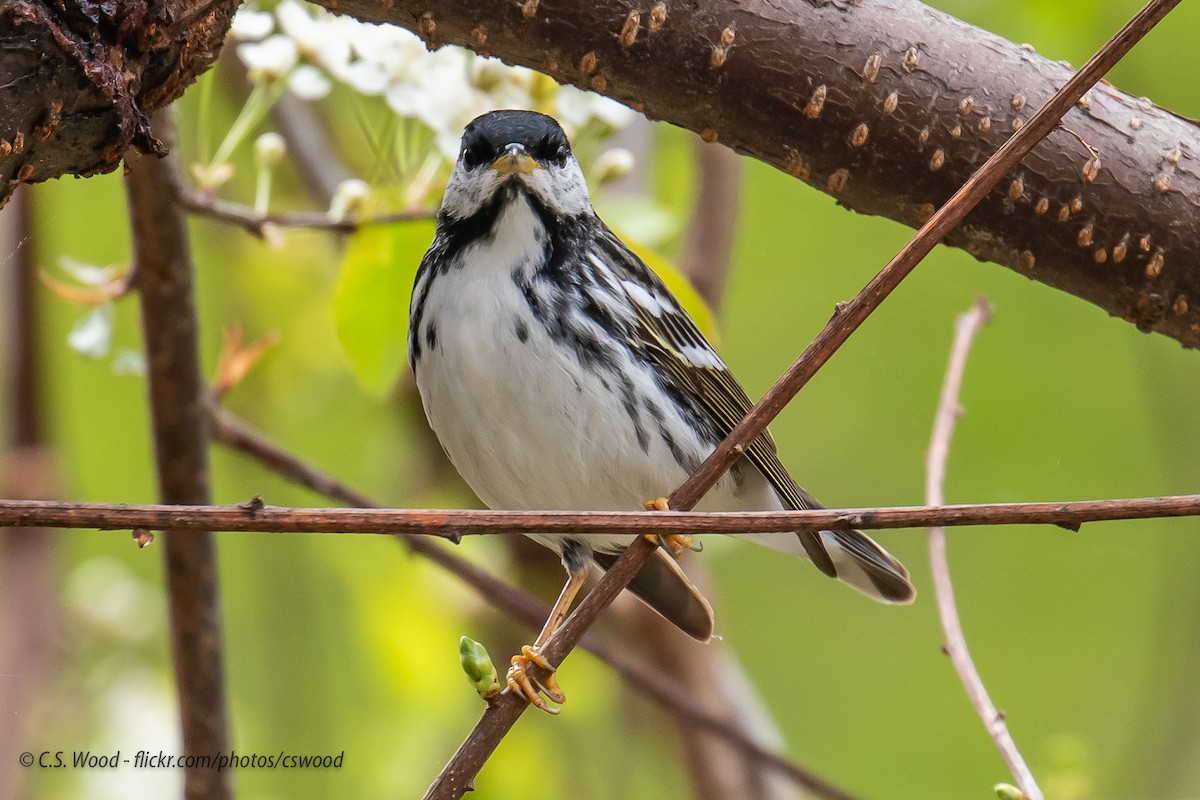 Blackpoll Warbler - ML236239381