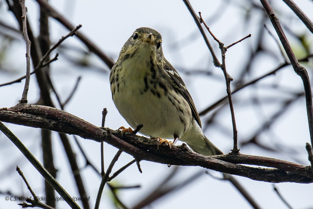 Blackpoll Warbler - ML236239431